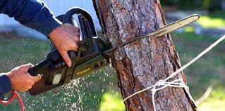 Best Lawn Pest Prevention  in Spotsylnia Courthouse, VA