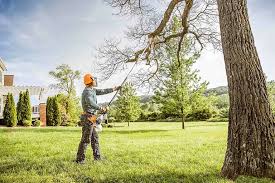 How Our Tree Care Process Works  in  Spotsylvania Courthouse, VA