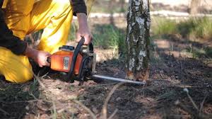 Best Tree Mulching  in Spotsylnia Courthouse, VA