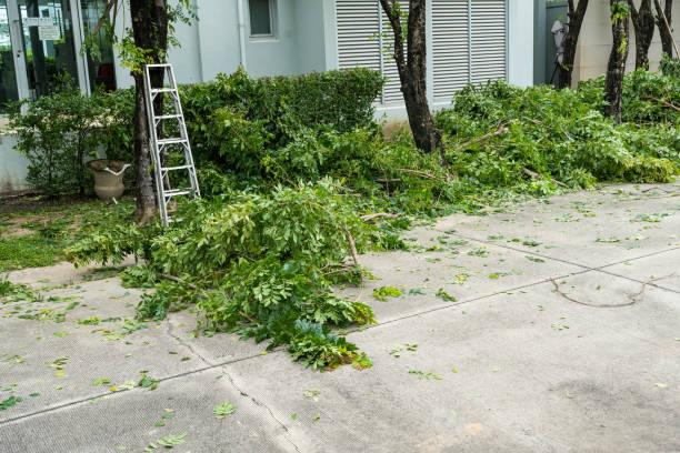Best Tree Disease Treatment  in Spotsylnia Courthouse, VA