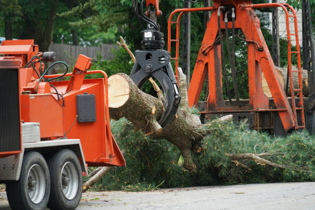 Best Tree Cabling and Bracing  in Spotsylnia Courthouse, VA