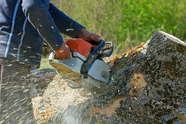 Best Tree Cabling and Bracing  in Spotsylnia Courthouse, VA